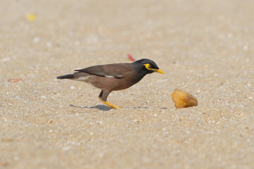 Close up of wild black pigeon bird or dove standing isolated on sand beach background. Animal.