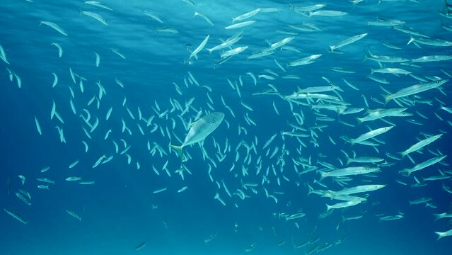 Jack fish chasing shoal of Barracudas in blue ocean, Slow motion. Yellowspotted Trevally fish swims behind school of Yellow-tailed Barracuda while hunting in sunny day, fishes silvering on sunlit