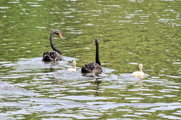 Obraz premium A family of swans in the pond, including swan cubs, photographed at the Ecological Zoo in Changsha, China。