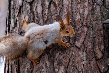 squirrel on a tree