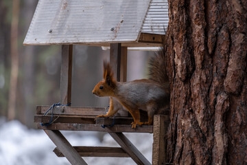 squirrel in the park