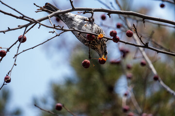 berries in snow