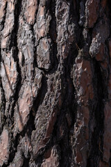 bark of a tree