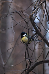 yellow wagtail on a branch in winter