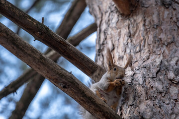 squirrel on a tree