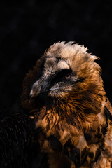 close up of an eagle