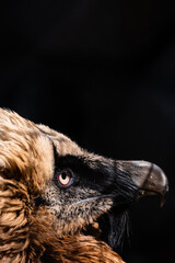 close up of a vulture