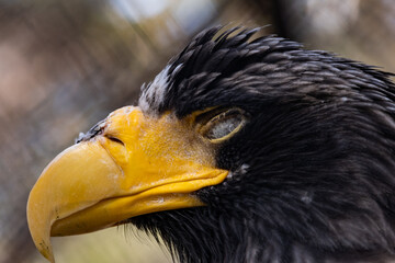 close up of a vulture