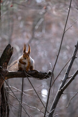 squirrel in the forest