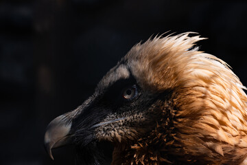 close up of a vulture