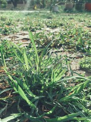 Obraz premium Green grass leave background or texture