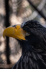 portrait of a bald eagle