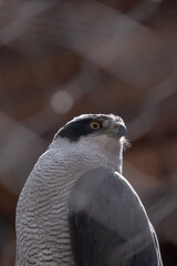 close up of an eagle
