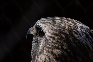close up of an eagle