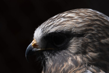 close up of an eagle