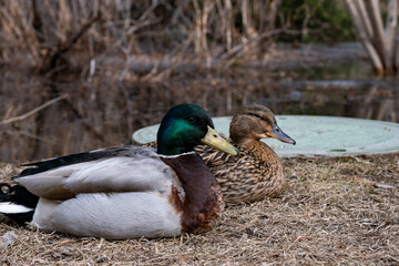 duck on a pond