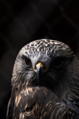 close up of an eagle