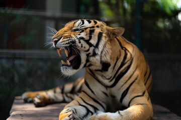 Tiger in zoo, danger animal.