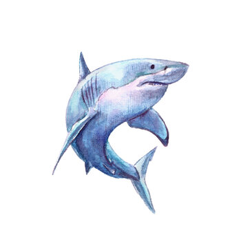 Watercolor realistic blue shark isolated on white background. Illustration for ecological article, blogs, greenpeace, prints, tags.