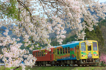 一乗谷の桜の背景を走る越美北線の気動車