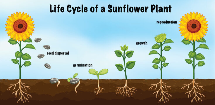 Life Cycle of a Sunflower Plant Diagram for Science Education