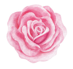 rose flower watercolor style