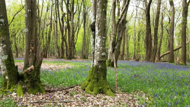 Flying backwards over Bluebells in Spring Woodland