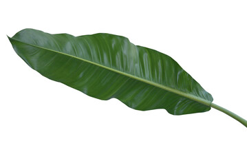 Plant leaves Green nature Tropical forest isolated on transparent background - png	