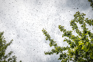 A swarm of bees flying over the tree under clouds