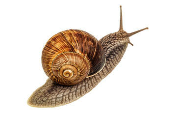 Giant snail on a white background