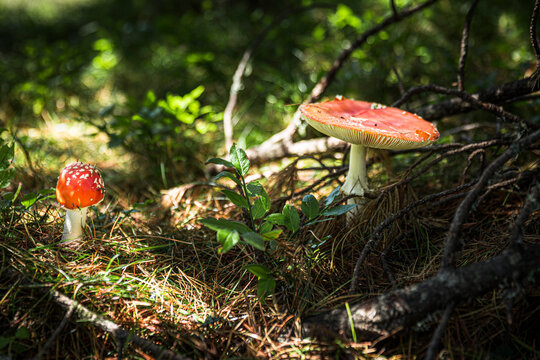 Amanita muscaria mushrooms in forest, natural bright sunny background.