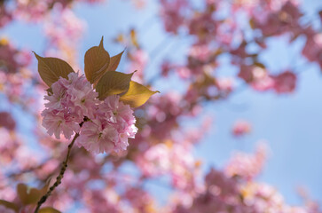 Cherry blossom in spring with blue sky background, selective focus
