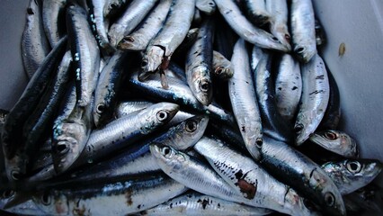 fresh catch of sardine fish