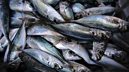 fresh sardine fish on the market stall