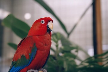 Photography of a Red Parrot