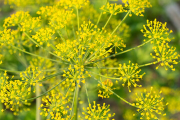green dill umbrella close-up , blurred background