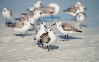 Seagull nestlings living wild. A small group of baby birds on the Caribbean beach on Holbox Island in the Mexican state of Quintana Roo, Yucatán Peninsula,  Gulf Coast of México.