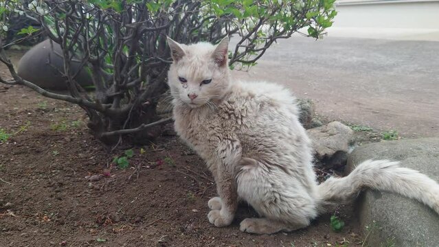 我が家の飼い猫。白猫。おばあちゃん猫。