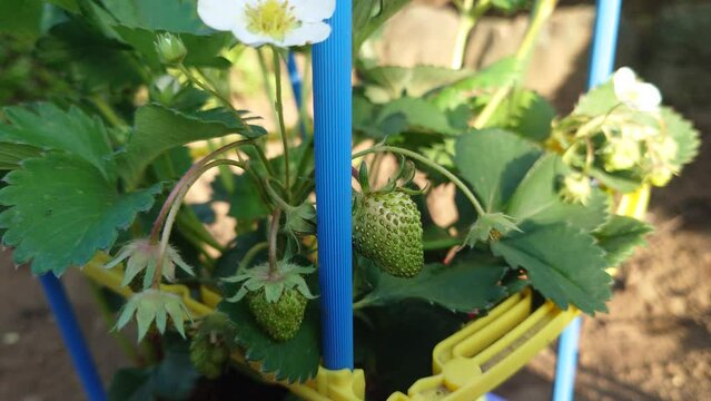 イチゴ、苺、家庭菜園、成長の記録