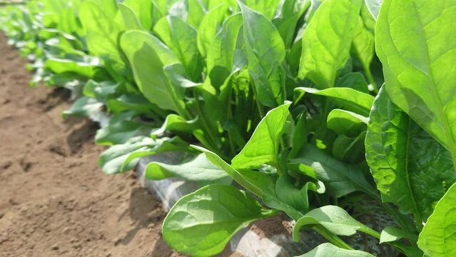 ほうれん草のマルチ栽培の記録。埼玉県入間郡三芳町藤久保での生産事例