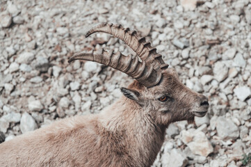 Un branco di stambecchi pascola in alta valle Gesso (Cuneo), appena dopo lo scioglimento del manto nevoso in primavera