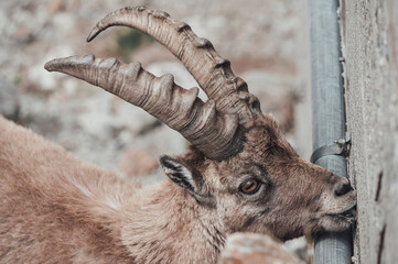 Un branco di stambecchi pascola in alta valle Gesso (Cuneo), appena dopo lo scioglimento del manto nevoso in primavera