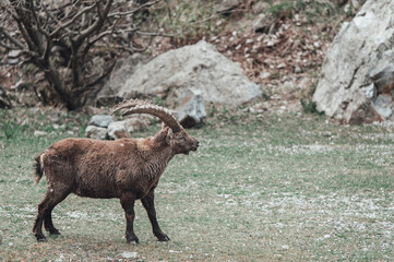 Un branco di stambecchi pascola in alta valle Gesso (Cuneo), appena dopo lo scioglimento del manto nevoso in primavera
