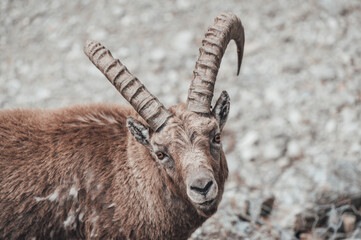 Un branco di stambecchi pascola in alta valle Gesso (Cuneo), appena dopo lo scioglimento del manto nevoso in primavera