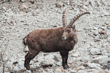 Un branco di stambecchi pascola in alta valle Gesso (Cuneo), appena dopo lo scioglimento del manto nevoso in primavera
