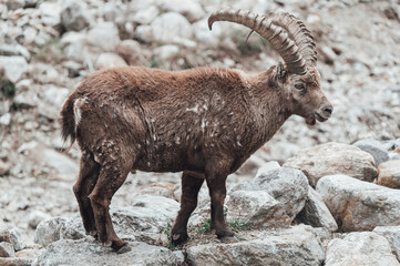 Un branco di stambecchi pascola in alta valle Gesso (Cuneo), appena dopo lo scioglimento del manto nevoso in primavera