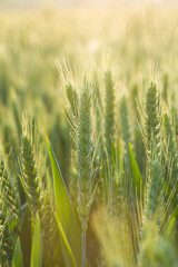 green wheat field, young ears of green wheat with sunshine in spring