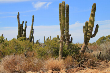 Mexican giant cactus field (Large Elephant Cardon cactus) in a desert landscape, part of a large nature reserve area in the town of Todos Santos, in Baja California Sur, Mexico