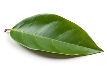 Obraz premium single green leaf isolated on a white background. Generative AI