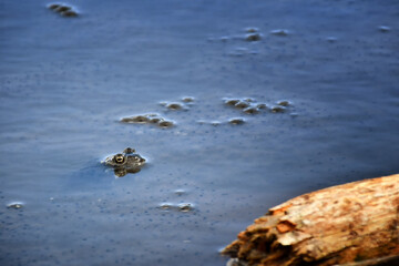The frog peeked out from the cold waters of the alpine lake